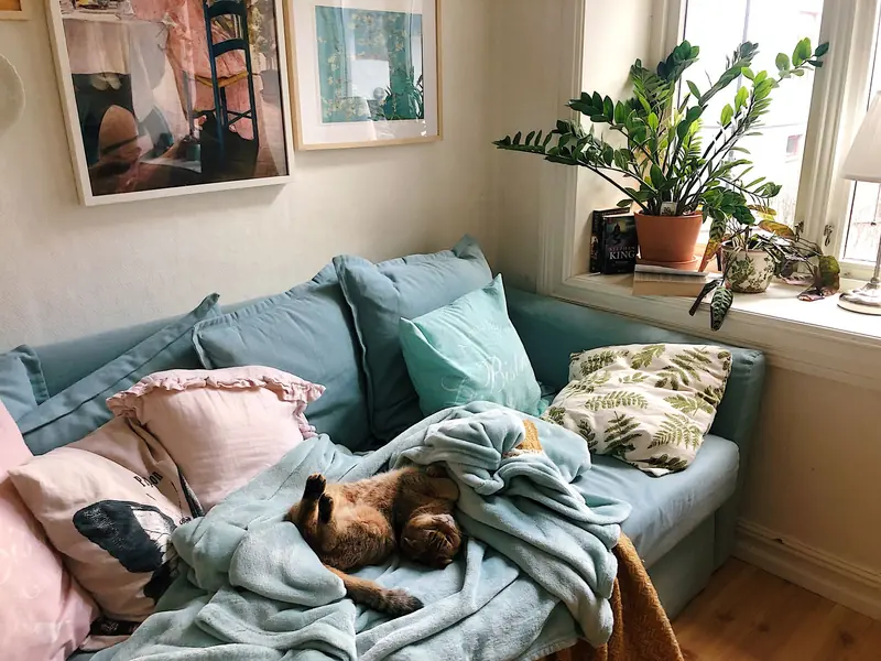 A cat lounging on a comfy blue sofa surrounded by pillows and plants in a sunlit living room